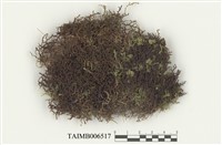 藏品(耳葉蘚屬)的圖片